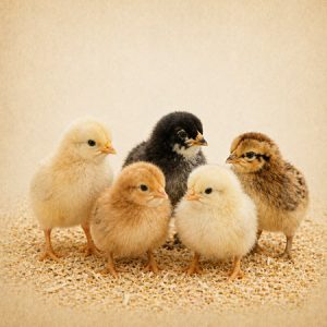 Chicks standing together