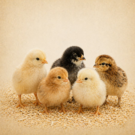 Chicks standing together