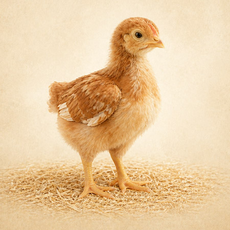 A young chicken