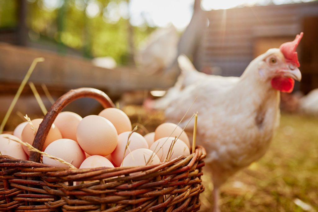 Chicken eggs in several shell colors
