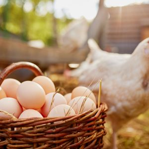Chicken eggs in several shell colors