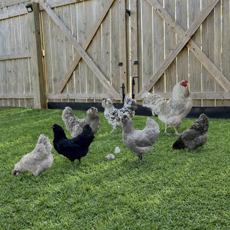 Chickens on grass beside a wooden fence